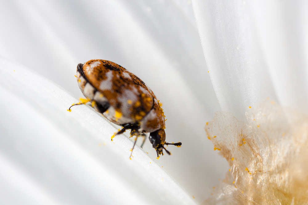 You Might Be Causing Home Carpet Beetles for These Reasons