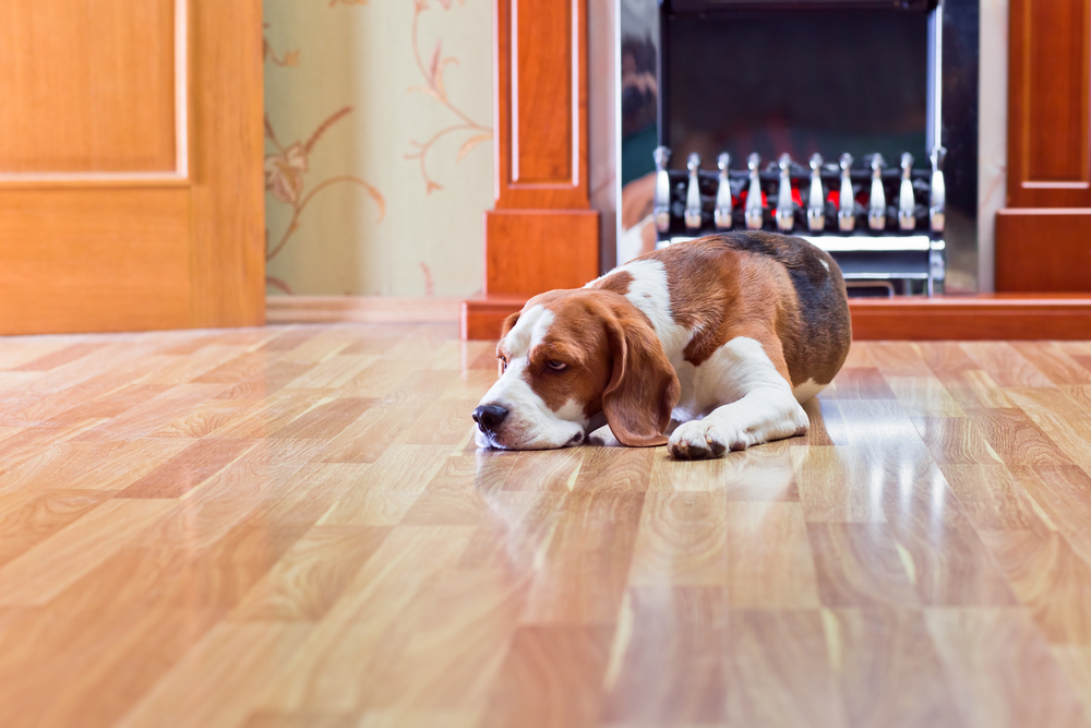 3 Ways to Protect Your Hardwood Floors From Your Pets