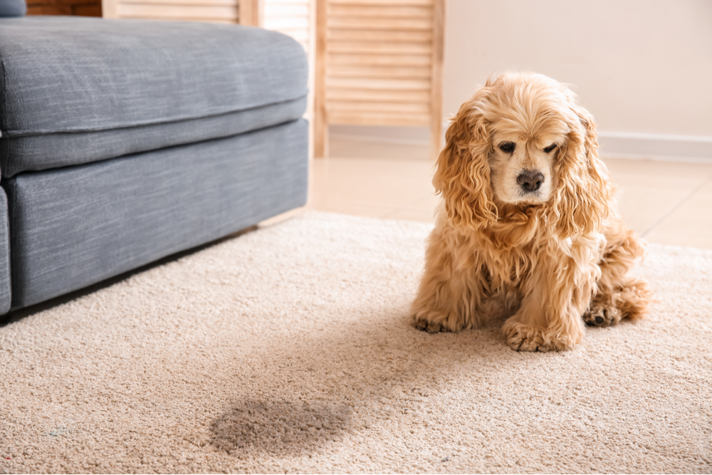 6 Tips to Care for Your Carpet If You Have Pets at Home